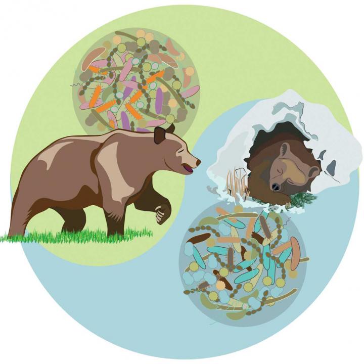 Microbiota in Bears Differs Seasonally