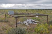 Dead Zebra in Landscape