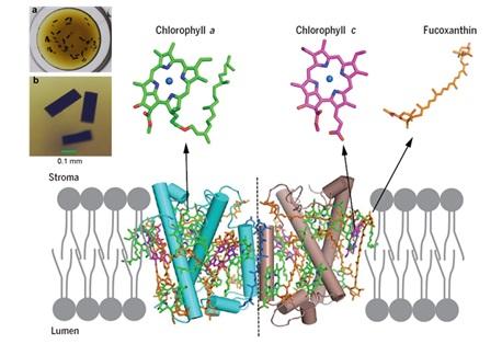 the Crystals of FCP in An Orange-Brown Color and the Structure of the FCP Protein