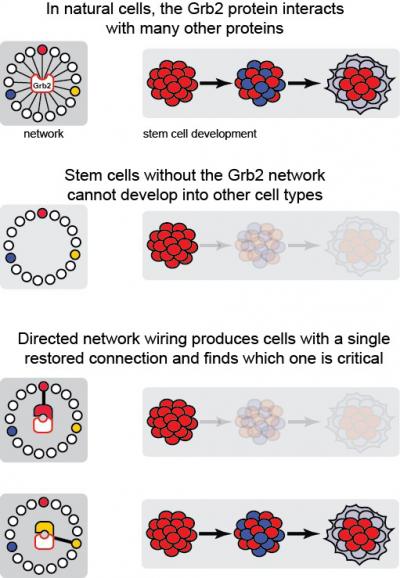 Directed Network Wiring