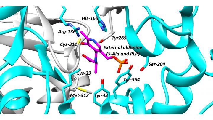 The active site of alanine racemase, a key antibacterial target