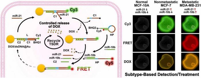 THE DUAL-MIRNA TRIGGERED DNA-AU NANOMACHINE BASED ON TOEHOLD-MEDIATED STRAND DISPLACEMENT REACTIONS FOR CONTROLLED RELEASE OF DOX