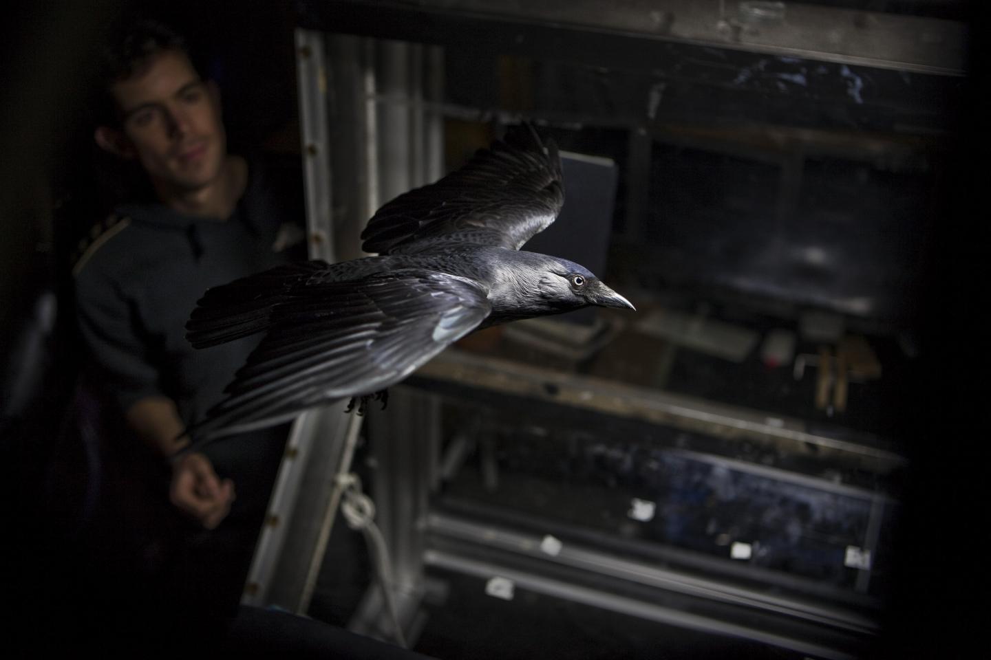 Losing Feathers Negatively Affects Flight