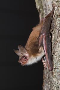 myotis bat 2