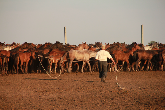 Farmer catching horses in north-central Kazakhstan.