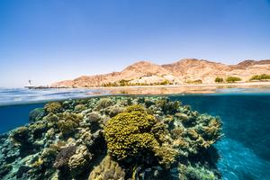 Healthy reef site