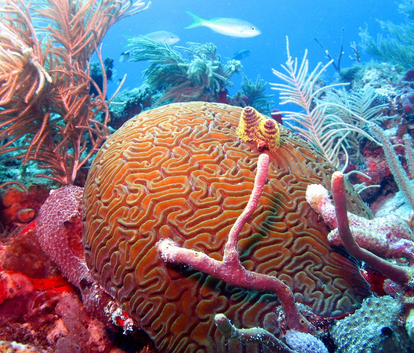 Brain Coral Surrounded by 3 Different Species of Sponges
