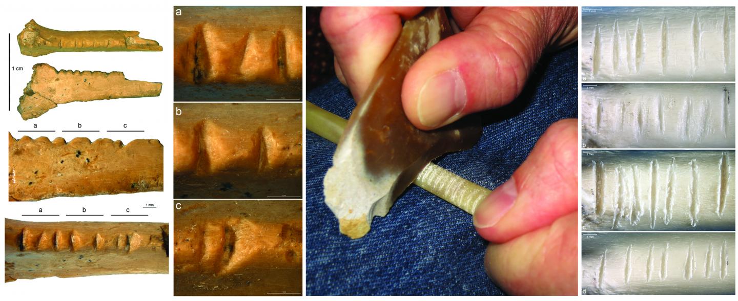 A Decorated Raven bone Discovered in Crimea May Provide New Insight into Neanderthal Cognition