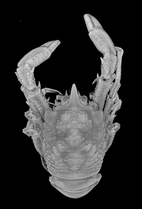 MCZ153106_Munidopsis_hendrickxi_sp_nov_1