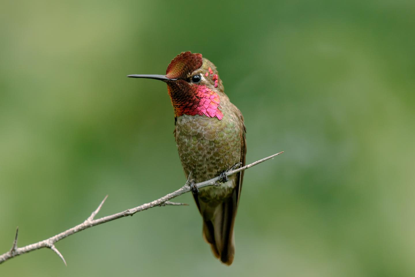 Majority of Anna's Hummingbirds May Have Feather Mites On Their Tail Feathers