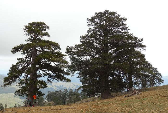 Collecting tree ring samples in the Balkans