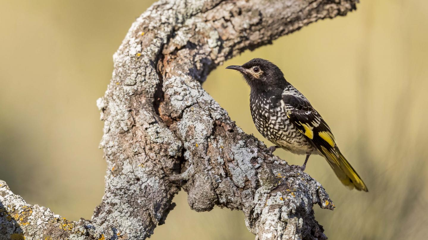 Regent Honeyeater