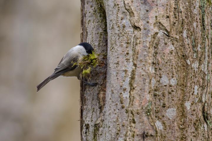nesting-marsh-tit-image-eurekalert-science-news-releases