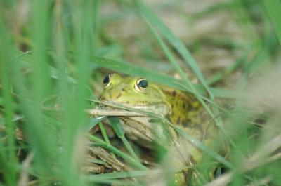 Marsh Frog