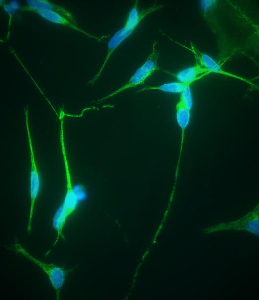 Immunofluorescence Analysis of SH-SY5Y Cells