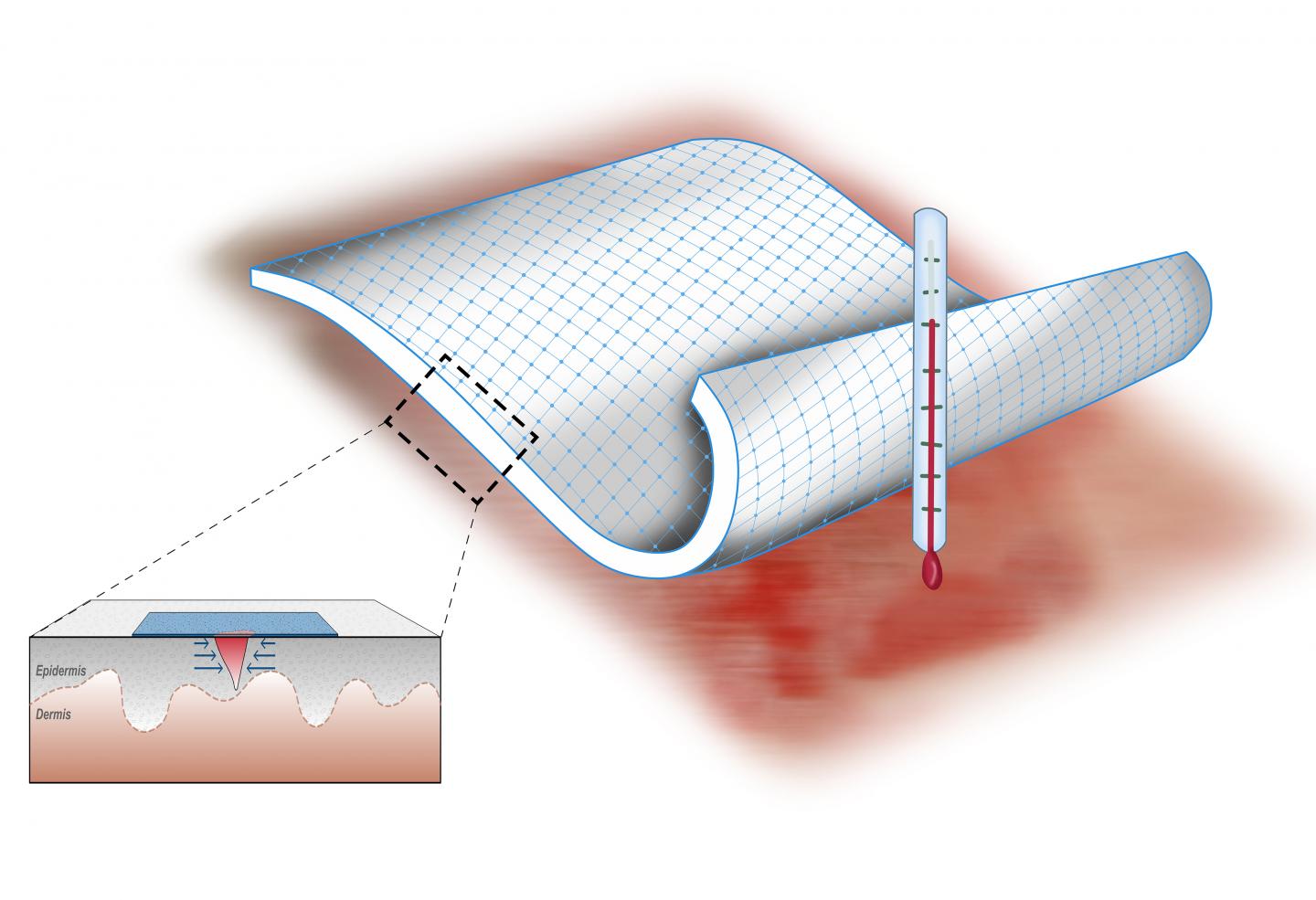 Wound Dressing Design Works Like Embryonic Skin to Rapidly Heal Injuries (5 of 6)