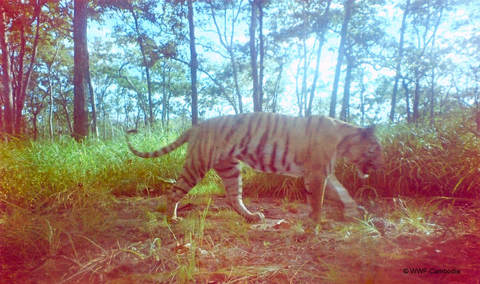 Tiger in Cambodia in 2005