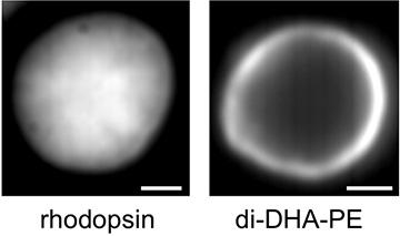Figure 3: Contrasting Distribution of Rhodopsin and Raftophobic Lipids