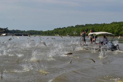 Asian Carp