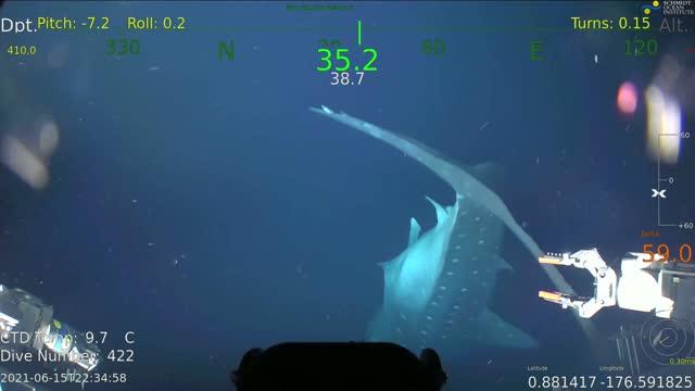 Whale Shark Caught by ROV
