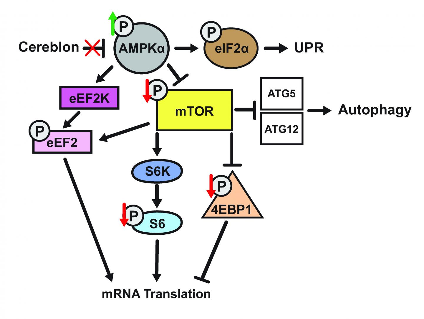 Molecular Mechanism