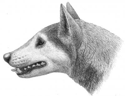 Fossil Dog <i>Cynarctus wangi</i>