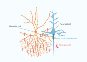 Why are chandelier cells so special?