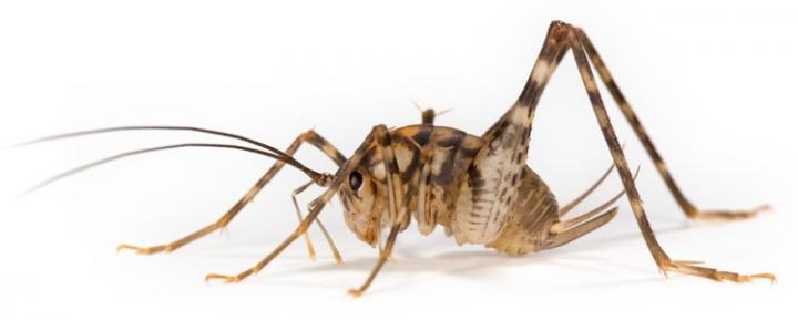 Greenhouse Camel Cricket ( D [IMAGE] | EurekAlert! Science News Releases