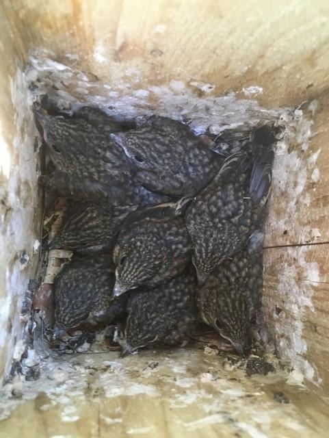 A European Pied Flycatcher Nesting Box 