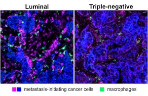 macrophages