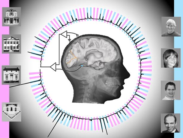 Illustration of Brain Response to Visual Stimuli