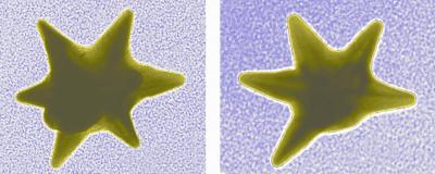 Gold Nanostars Outshine the Competition