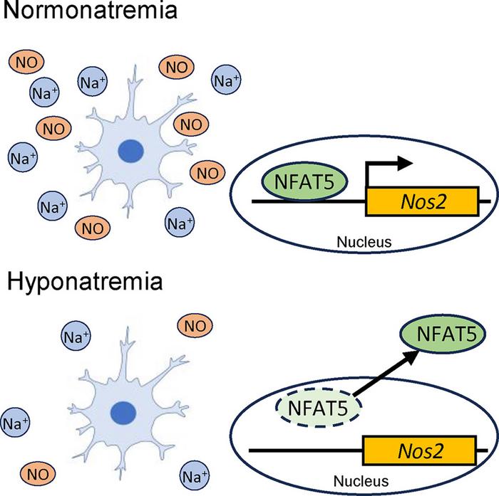 Exploring the change of microglial functions in low extracellular sodium concentrations