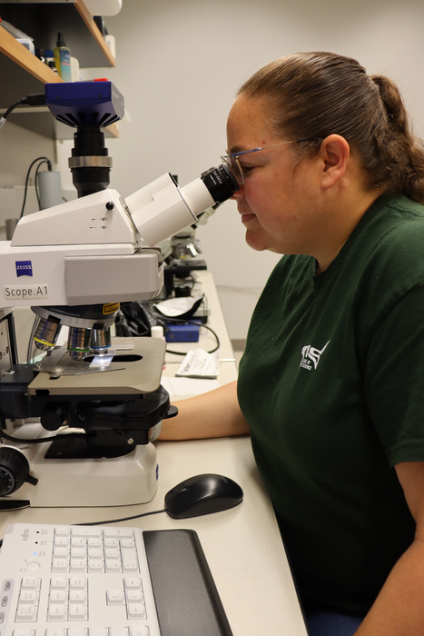 Microscopy2 CREDIT Makenzie Kerr USF College of Marine Science