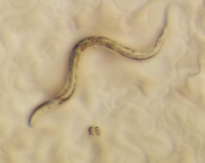 <I>C. elegans</I>