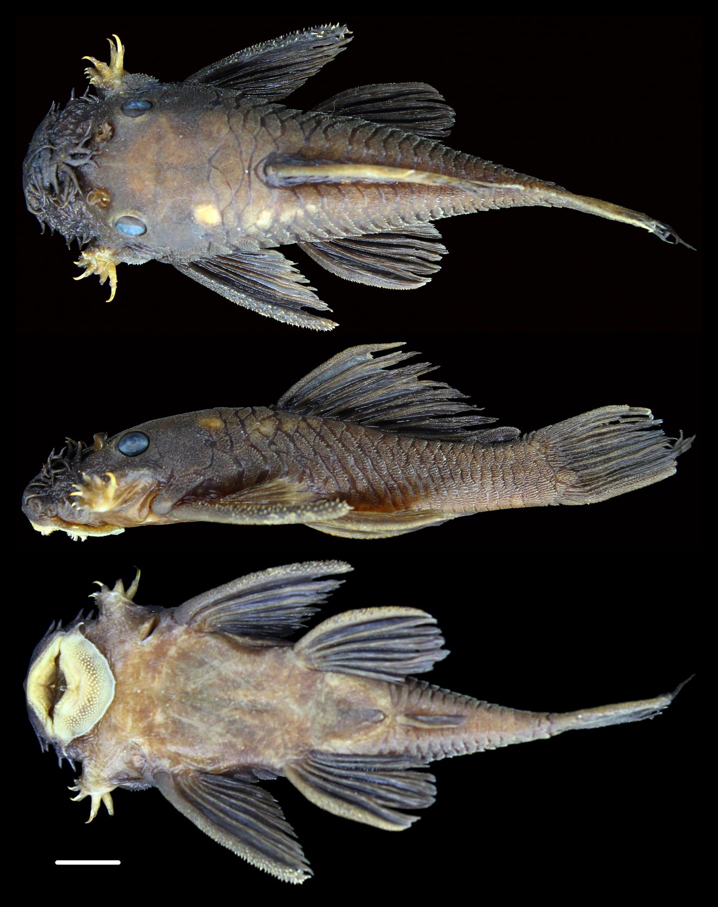 <em>Ancistrus patronus</em>
