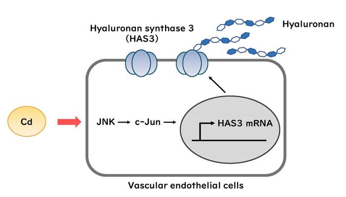 Cadmium increases hyaluronan synthesis in vascular endothelial cells