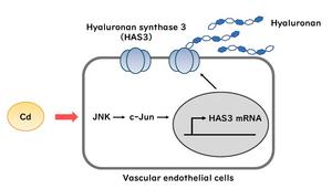 Cadmium increases hyaluronan synthesis in vascular endothelial cells