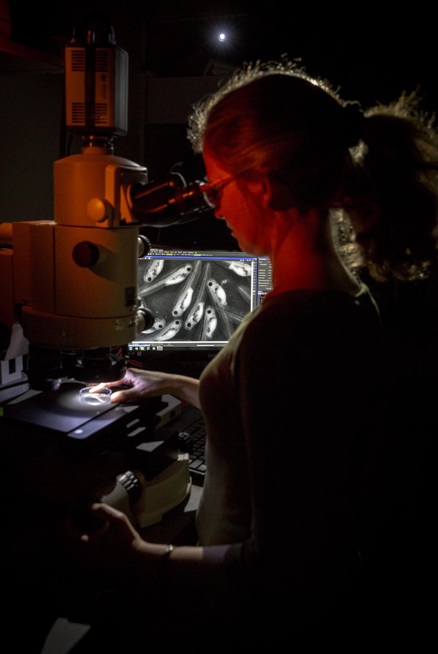 UC Davis Health Researcher Laura Borodinsky Reviewing Frog Larvae