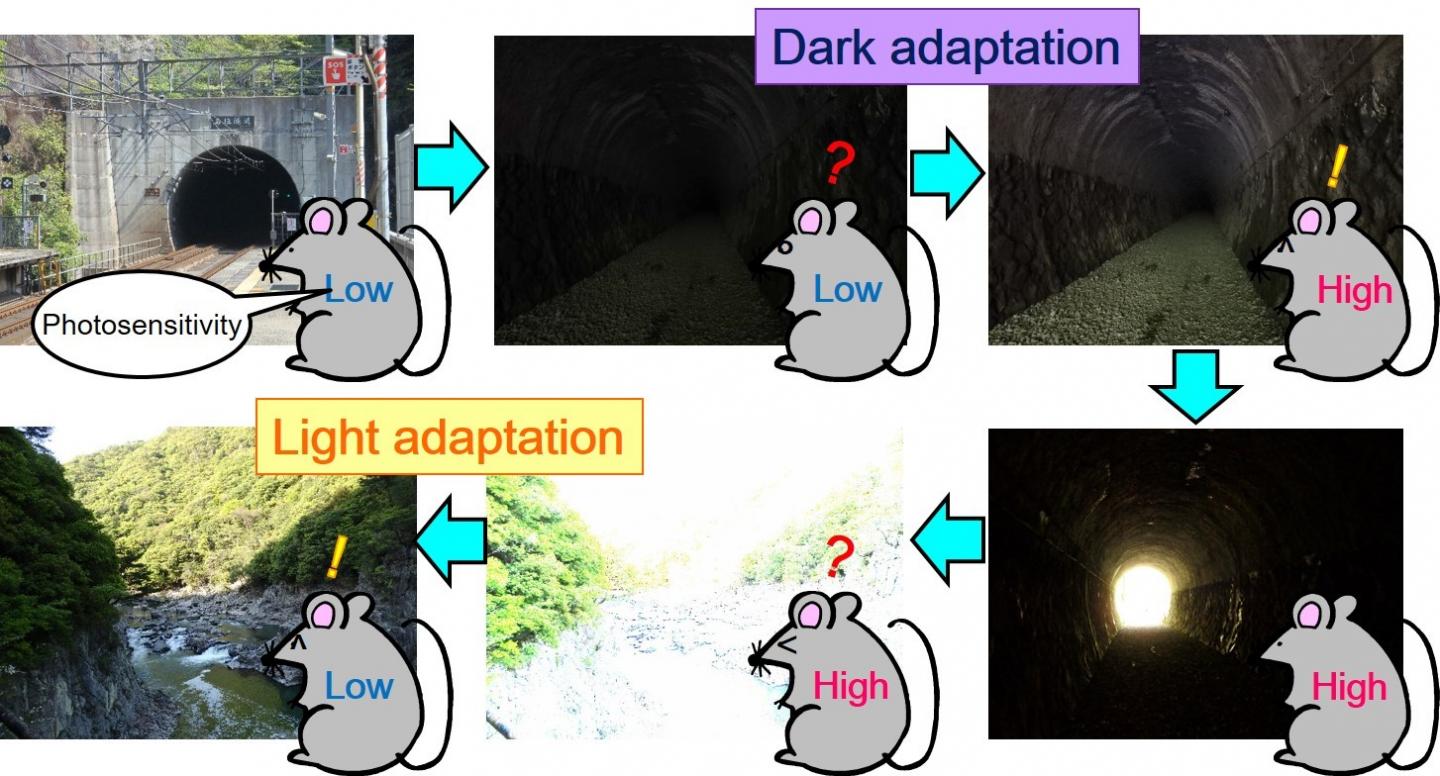 Fig.1 Light and dark adaptation