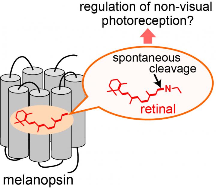 Melanopsin Spontaneously Releases the Chromophore Retinal