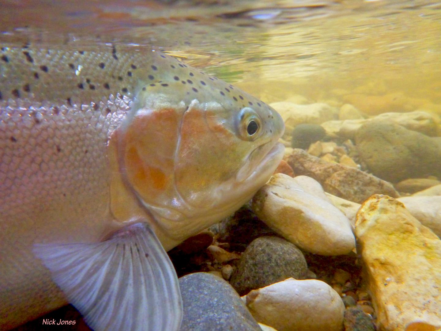 Rainbow Trout