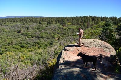 After the Forest Fire -- Oak Shrub 