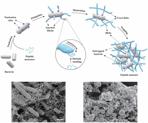 Antimicrobial nanonets for trap-and-kill treatment of antibiotic-resistant bacteria (Rachel EE, National University of Singapore, NUS)