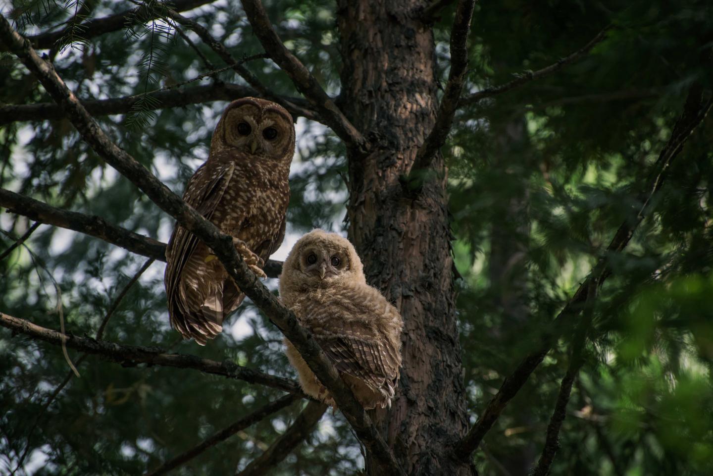 Spotted Owls