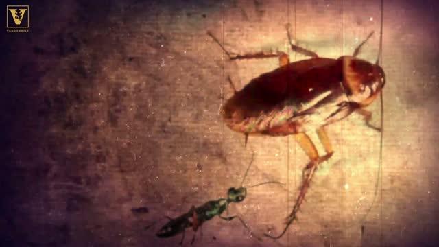 Karate Kicks Keep Cockroaches From Becoming Zombies Wasp Chow Science Codex