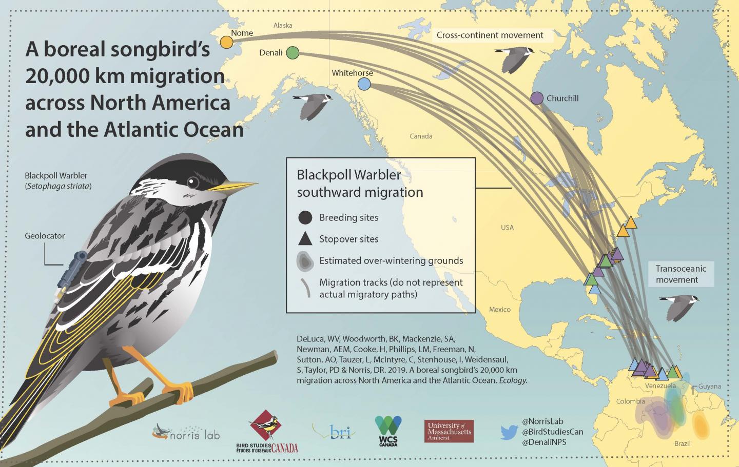Blackpoll Warbler Migration Routes Infographic