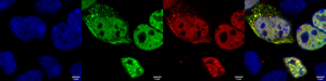 cultured mammalian cells