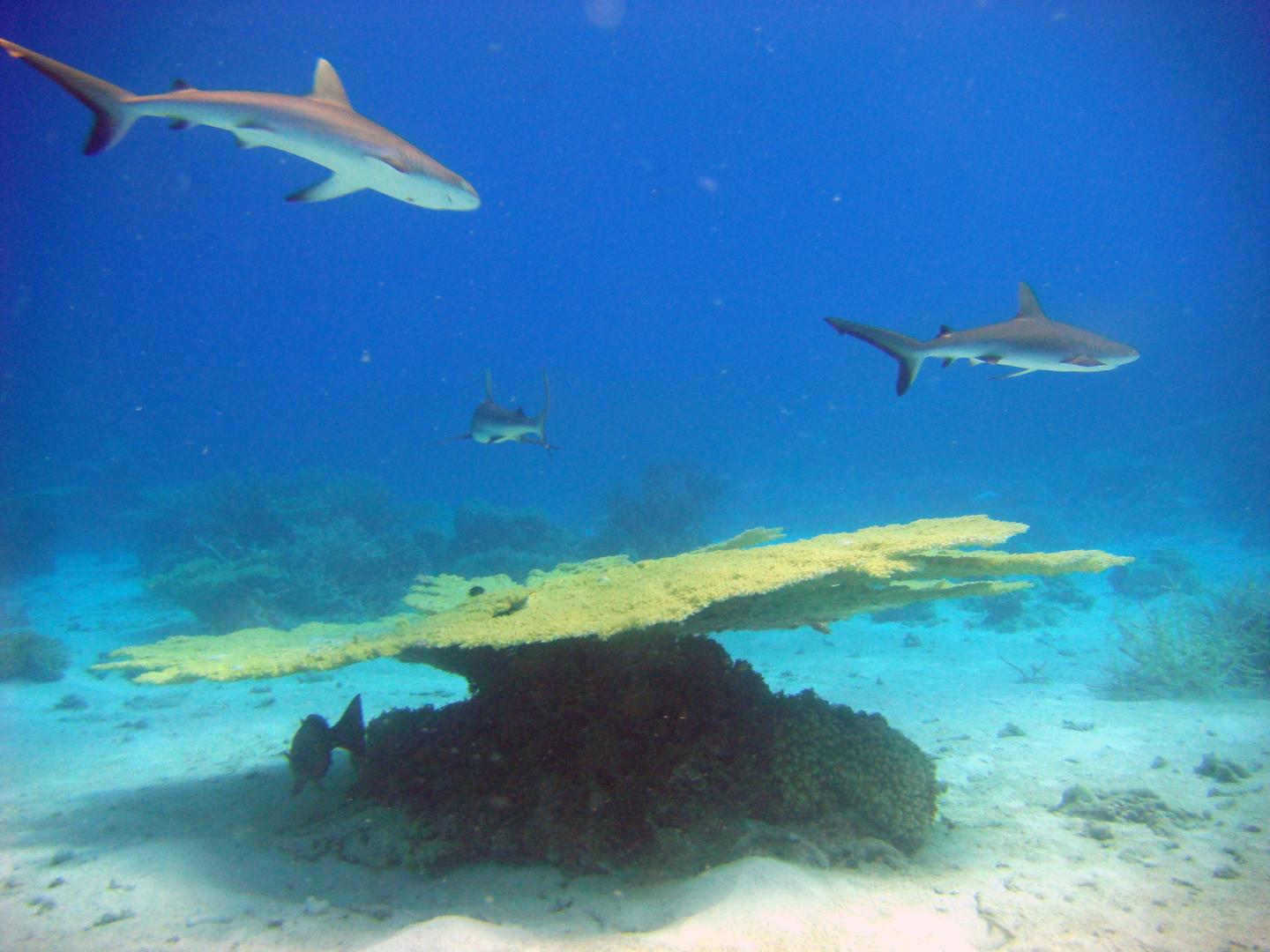 Roungelap Reef Sharks