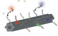 DNA Barcode: Nanotube Structure